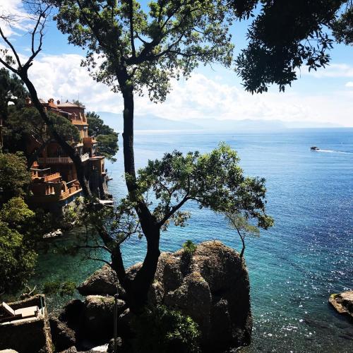 a tree on top of a hill next to the ocean at B&B Ladidi in Rapallo