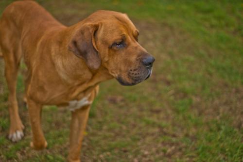a brown dog is standing in the grass at Hotel Casa de la Oma in Frutillar