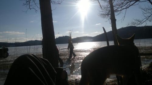 a cat looking at a person walking by a lake at Älgbergets Bed & Breakfast in Ucklum