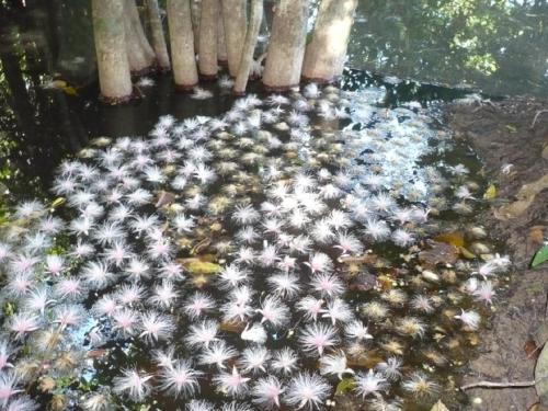 a bunch of white flowers on the ground at Bambua Nature Cottages in Puerto Princesa City