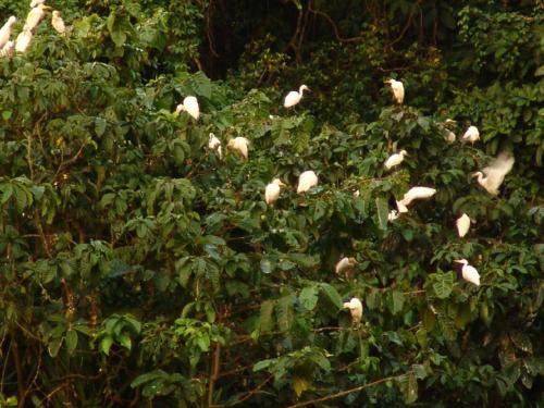 a flock of white birds in a tree at Bambua Nature Cottages in Puerto Princesa City