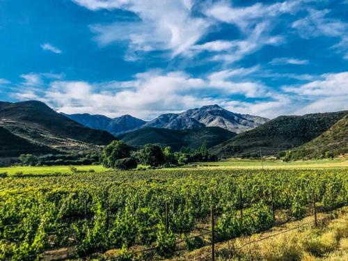 a vineyard in a valley with mountains in the background at De Kombuys in Oudtshoorn