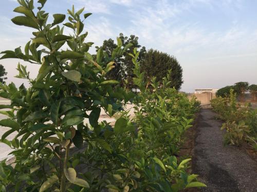 a row of green plants in a garden at Oriental Nights Rest House in Al Wāşil