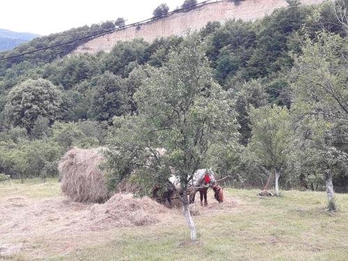 Foto dalla galleria di Cottage Poe a Poienari