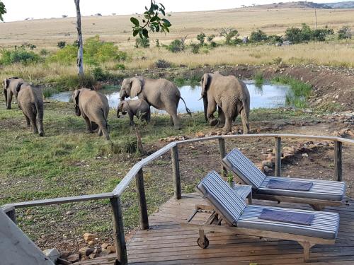 a herd of elephants walking near a deck with a chair at Nambiti Plains Lodge in Nambiti Private Game Reserve