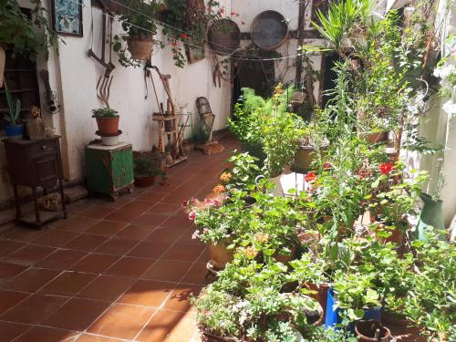 a garden filled with lots of plants and flowers at Fonda Del Tozal in Teruel