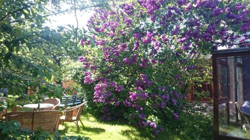 a bush with purple flowers in a garden at Ferienwohnung Ostsee in Karby