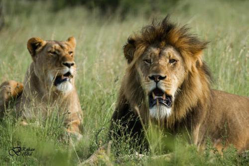 two lions laying in the grass in a field at Nambiti Plains Lodge in Nambiti Private Game Reserve