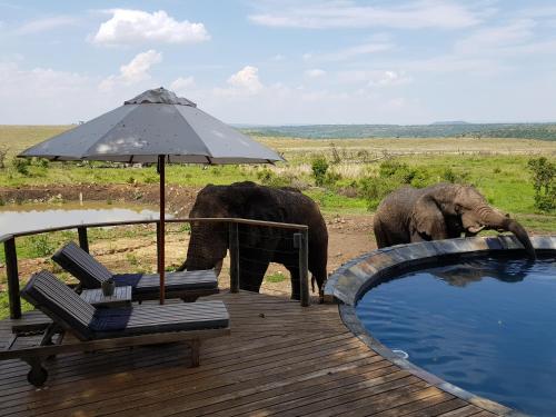 a deck with an umbrella and two elephants by a pool at Nambiti Plains Lodge in Nambiti Private Game Reserve