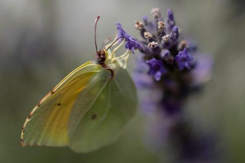 a yellow butterfly sitting on a purple flower at Apartments Dedić in Supetarska Draga
