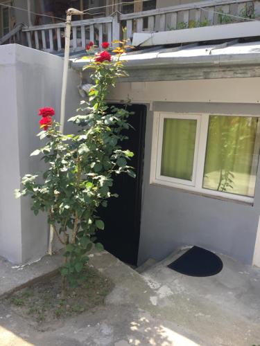 una pianta con rose rosse davanti a una porta di Tbilisi Center House a Tbilisi City