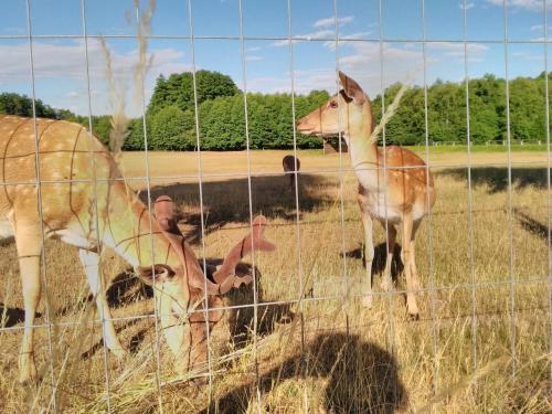 a group of animals standing in a field behind a fence at Haus der 16 Seen in Krakow am See