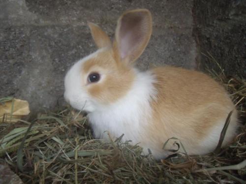 a brown and white rabbit sitting in a nest at Casa Bianca in Lajes das Flores