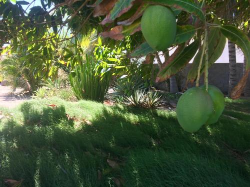 Afbeelding uit fotogalerij van Bubali Gardens in Palm-Eagle Beach