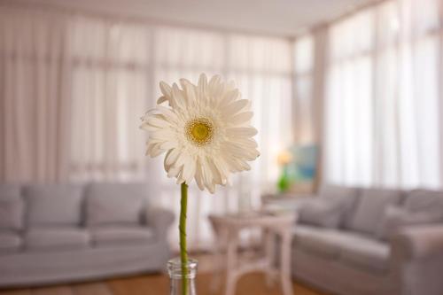 a vase with a white flower in a living room at Galaxia Boutique Hotel in Can Picafort