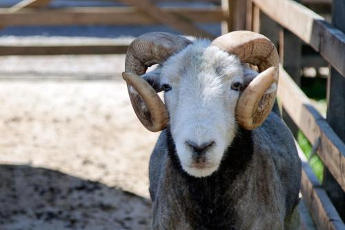 a goat with large horns looking at the camera at Belforte House Holiday Home in Inverness