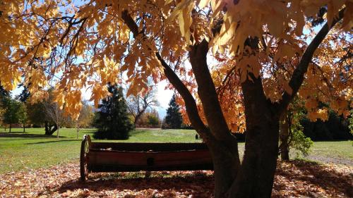 a park bench next to a tree with yellow leaves at Zula Lodge in Wanaka