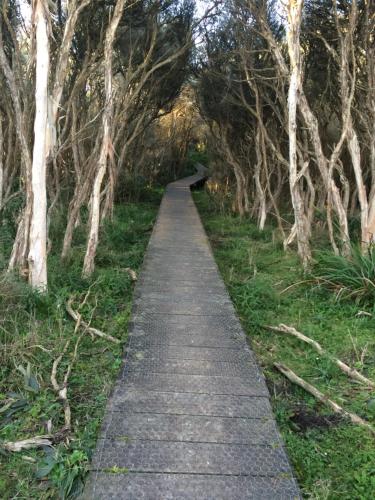 a path lined with trees in a park at Prom Gate Getaway in Yanakie