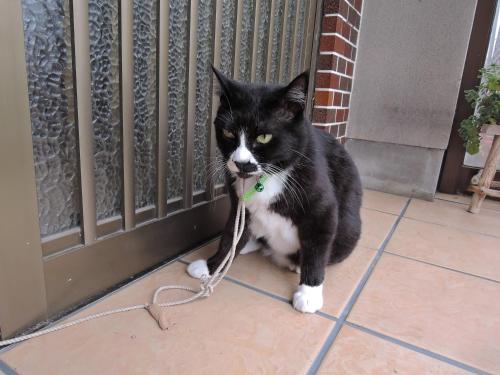 a black and white cat tied to a door with a rope at Minshuku Osaki in Nishio