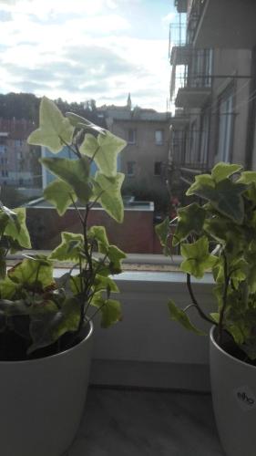 two potted plants sitting on a window sill at Lucka in Ústí nad Labem