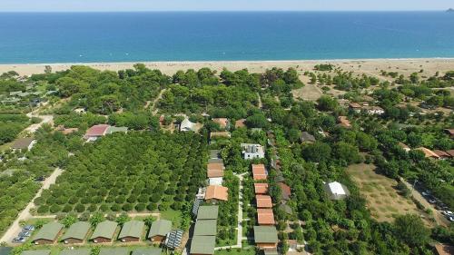 an aerial view of a plantation of trees next to the ocean at Secret Garden Hotel & Bungalows in Cıralı
