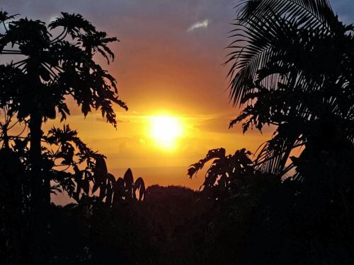 a sunset in the jungle with palm trees at GITE-Hotel LA CAZ DES ORANGERS in Le Bois de Nèfles