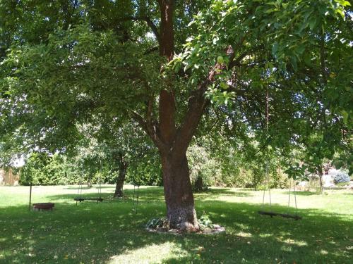 a tree in a park with a bench under it at NOVODVORSKÝ APARTMÁN SÁRA in Nové Dvory