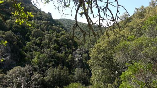 a view of the forest from the trail at Casa Vacanze Paola 2 in Santa Luria