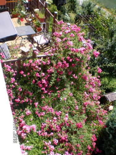 un ramo de flores rosas en un jardín en Visavis en Gondiswil