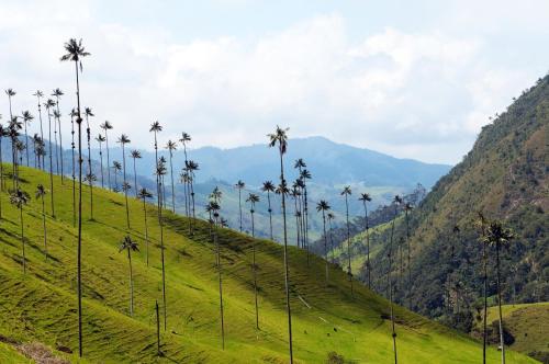 a row of palm trees on a hill with mountains at Real House Salento in Salento