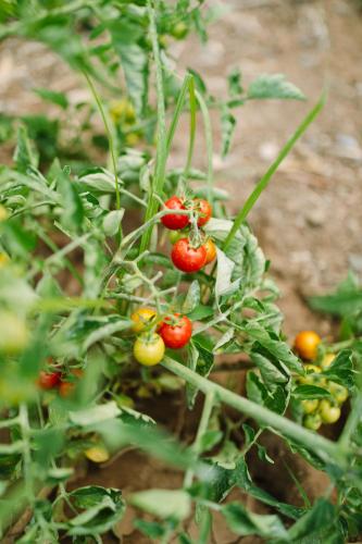 a plant with red and yellow berries on it at Ampavris Family Apartments in Kos Town
