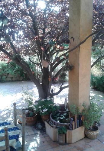 een boom en enkele potplanten op een patio bij Atelier Pasquer in Fitou