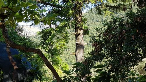 a group of trees with a hill in the background at villa del maestro in Lenola