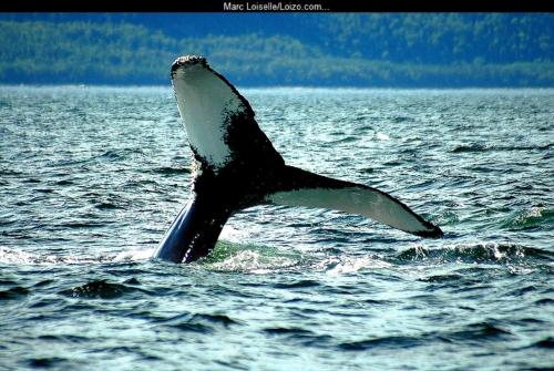 a tail of a whale in the water at Hotel Tadoussac in Tadoussac