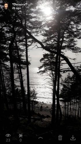a view of a beach with trees and the sun at Vila Laurus in Palanga