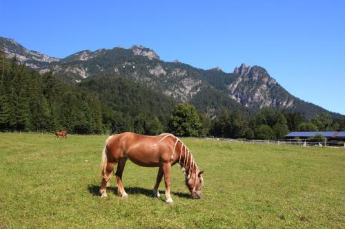 Animales en la casa o chalet o alrededores