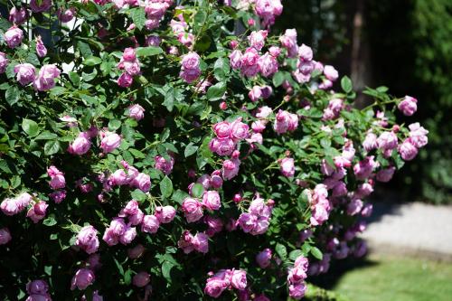 a bush filled with pink flowers in a garden at Goldsborough Hall in Knaresborough