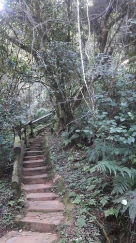 a path in the middle of a forest at Tehilah in Sabie