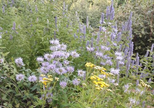 a garden filled with purple and white flowers at La Via Antiga in Cittànova