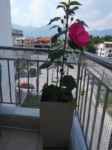 a pink rose in a pot on a balcony at Alexandros in Aridaia