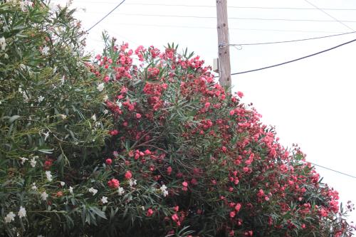Κήπος έξω από το Villla Giallo