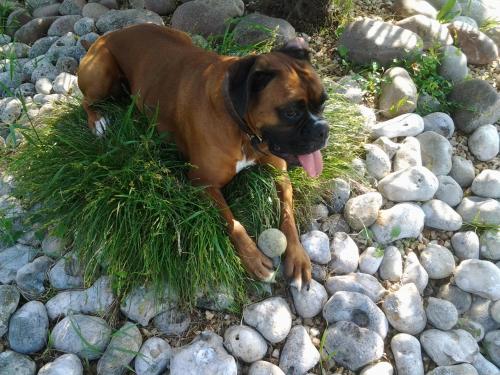 a brown dog laying on a pile of rocks at La Chambre des Amis in Parthenay