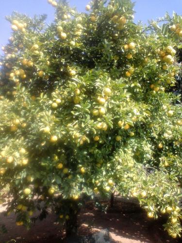 a tree with lots of oranges on it at Heila's in house Family room-Homestay! in Bloemfontein