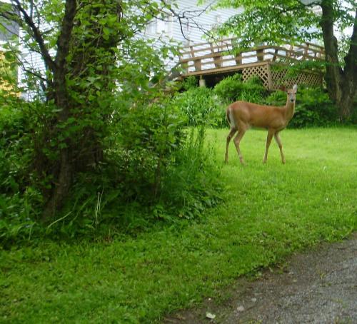 a deer walking in the grass near a bridge at Braeside Country Inn in Pictou