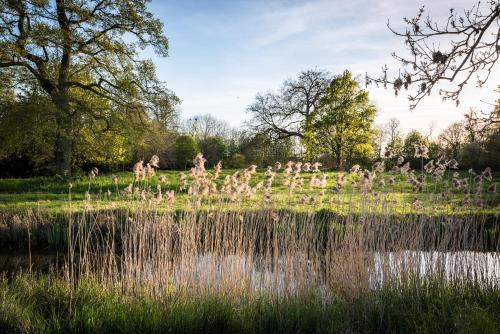 a field of tall grass next to a body of water at Hinxton Hall Hotel and Conference Centre in Hinxton