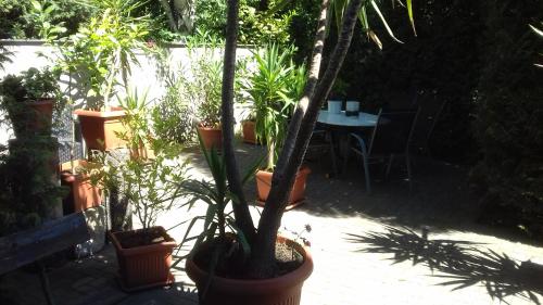 a patio with a table and a bunch of potted plants at Pension Lehmann in Radebeul