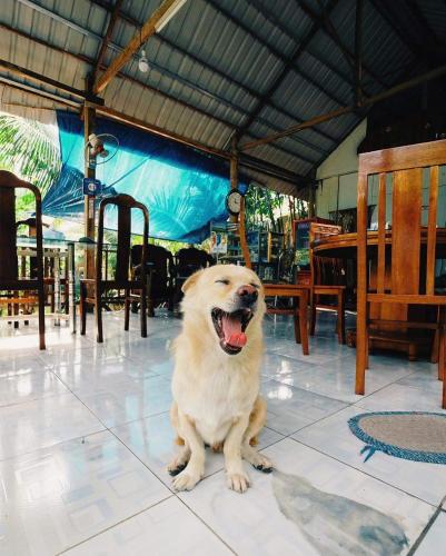 Питомец или питомцы в Green Garden Homestay