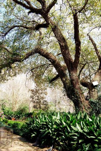 a large tree in a garden with green plants at Glenfield Plantation Historic Antebellum Bed and Breakfast in Natchez