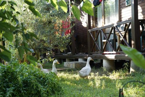 Taman di luar Serenity Bungalows