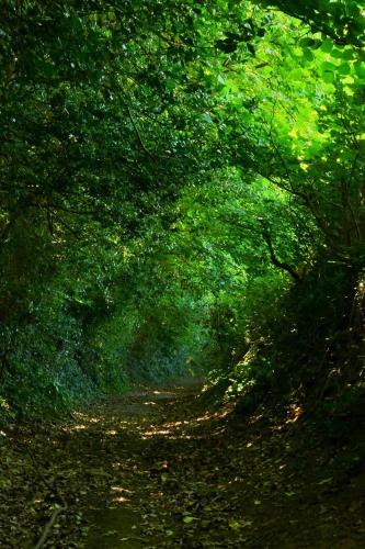 a forested path with green trees on the side at Croft House Guest Suite Painswick in Painswick